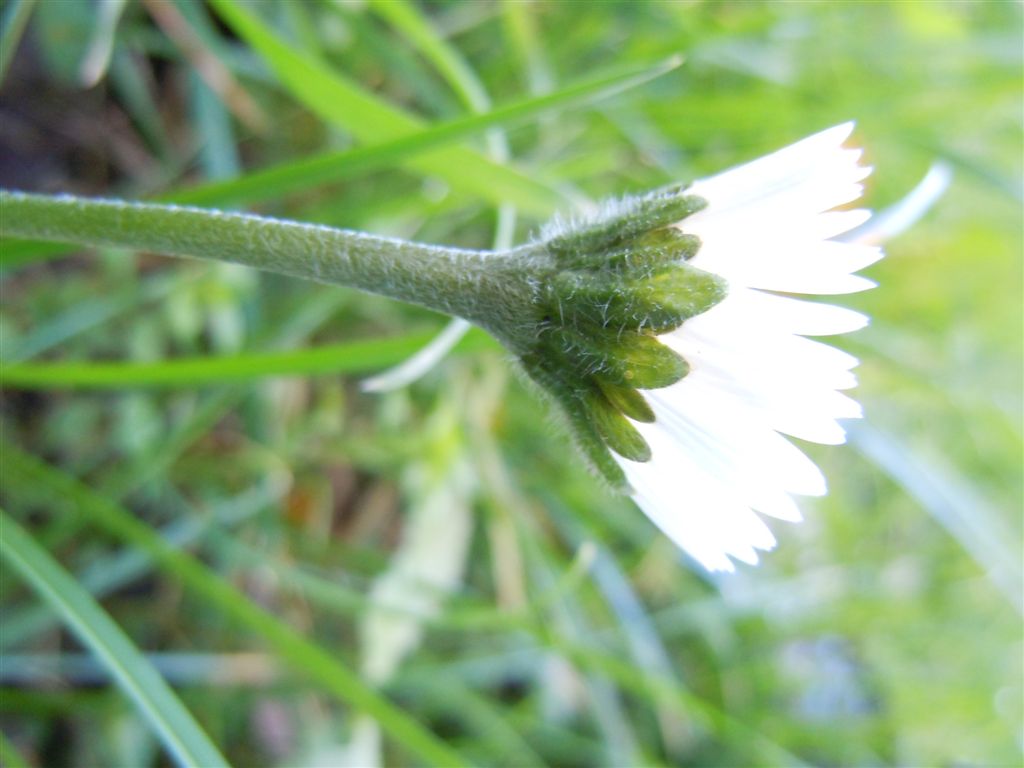 Fiori da Capodimonte - Bellis perennis o B. sylvestris